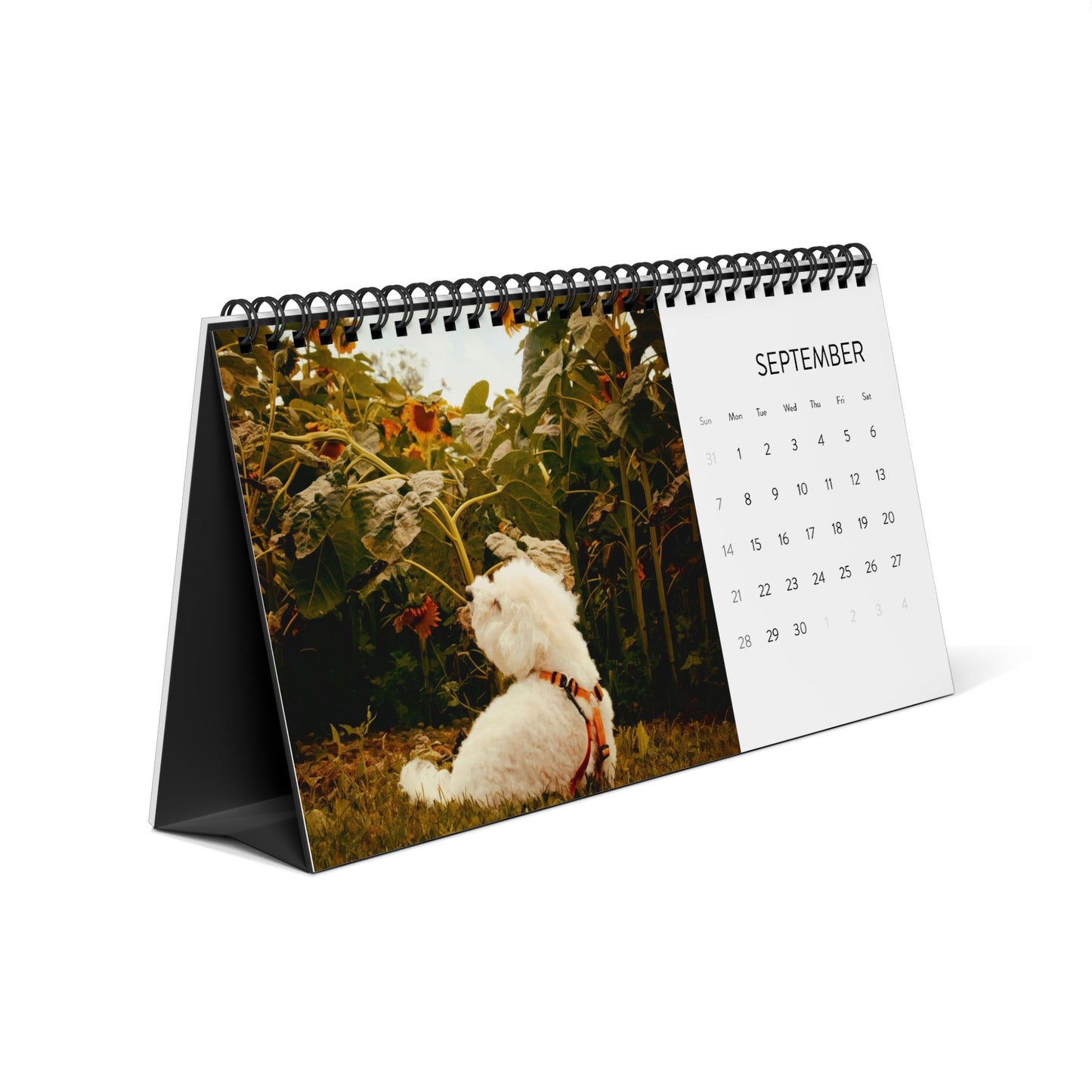 Harvee Bichon Frise Desktop Calendar 2025
